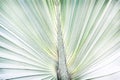 Green palm leaves texture background
