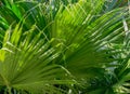 Green palm leaves texture background Royalty Free Stock Photo