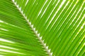 Close-up of a green palm tree, leaf background. Royalty Free Stock Photo