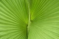 close up on green palm tree leaf texture Royalty Free Stock Photo