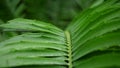 Close up green palm wallpaper Royalty Free Stock Photo