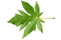 Close up of green Papaya leaf with jagged edges with detailed leaf outline