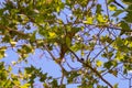 Close up green parrot with red beak sitting on the branch of tree. Royalty Free Stock Photo