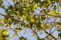 Close up green parrot with red beak sitting on the branch of tree. Royalty Free Stock Photo