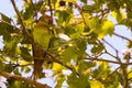 Close up green parrot with red beak sitting on the branch of tree. Royalty Free Stock Photo