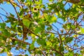 Close up green parrot with red beak sitting on the branch of tree. Royalty Free Stock Photo