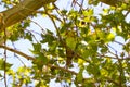 Close up green parrot with red beak sitting on the branch of tree. Royalty Free Stock Photo