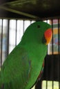 Close up of Green Parrots on their cage. The eclectus parrot.