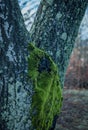 Green patch of moss growing on a tree trunk. Royalty Free Stock Photo