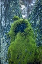 Green patch of moss growing on a tree trunk. Royalty Free Stock Photo
