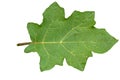 Close up of green Pea eggplant leaf with jagged edges with detailed leaf outline