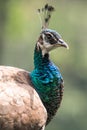 Close up of green peacock head Royalty Free Stock Photo