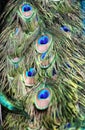 Close up Green Peafowl feather Royalty Free Stock Photo