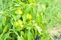 Close-up of green peppers as bio agriculture concept Royalty Free Stock Photo