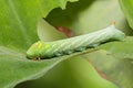 Green pergesa hawkmoth Pergesa acteus caterpillar