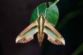 Green pergesa hawkmoth