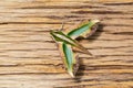 Green pergesa hawkmoth