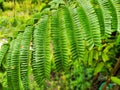 Close up of green petai leaves at the garden. Nature background. Abstract .