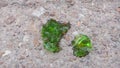 Close up green picture about crystal protoplasm with emerald color on the background of sand and gravel, crystallization alien bio Royalty Free Stock Photo