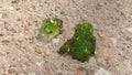 Close up green picture about crystal protoplasm with emerald color on the background of sand and gravel, crystallization alien bio Royalty Free Stock Photo