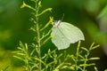 Pieridae butterfly