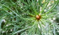 Close up of green pine leaves with water drops after rain. Evergreen coniferous tree. Natural background Royalty Free Stock Photo