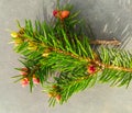 Close up of green pine tree branch