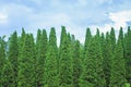 Green pine trees group and blue sky on background Royalty Free Stock Photo
