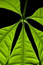Close up green plant