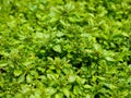 Close up of green plant background