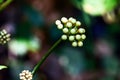 Close-Up of Green Plant Buds on a Blurred Natural Background Royalty Free Stock Photo