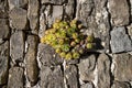 close up of a green plant growing in a rough rock wall Royalty Free Stock Photo