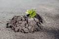 Close-up of green plant makes the way through concrete and asphalt Royalty Free Stock Photo