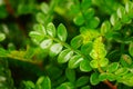 Close up of green plant mosquito repellent grass. The leaves of this plant are said to drive away mosquitoes.