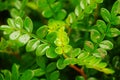 Close up of green plant mosquito repellent grass. The leaves of this plant are said to drive away mosquitoes.