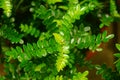 Close up of green plant mosquito repellent grass. The leaves of this plant are said to drive away mosquitoes.