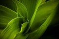 Close up of green plant.