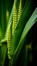 a close up of a green plant with green seeds