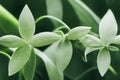 A close up of a green plant with small leaves nature background Royalty Free Stock Photo