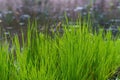 Close-up of green plants with dewdrops