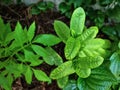 Close-up Green Plants at Garden