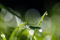 Close up of green plants and grass with waterdrops on sunny day