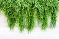 Green plants ivy on white background , nature patterns of climbing vine