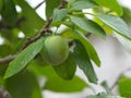 Close-up of green plum / plum tree