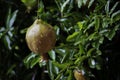 Close-Up Of Green Pomegranate Plant Growing On Tree with Rain Drop Royalty Free Stock Photo