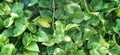 Close-up of green pothos leaves, illuminated by sunlight, creating a refreshing backdrop.