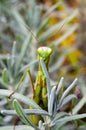 A close-up of a green praying mantis hiding in lavender thickets. A game of peeps Royalty Free Stock Photo
