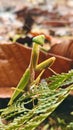 Close-up of Green Praying Mantis in Natural Habitat Royalty Free Stock Photo