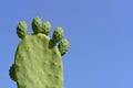 Close up of a green prickly pear cactus with prickly pears on top, against a blue sky with room for text Royalty Free Stock Photo