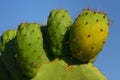 Close up of green prickly pears still hanging on prickly pear cactus against a blue sky in Sicily Royalty Free Stock Photo